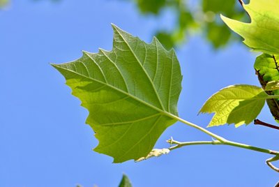 Platanus x hispanica - platan javorolistý - list - rub (74)